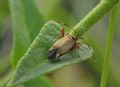 Adelphocoris vandalicus